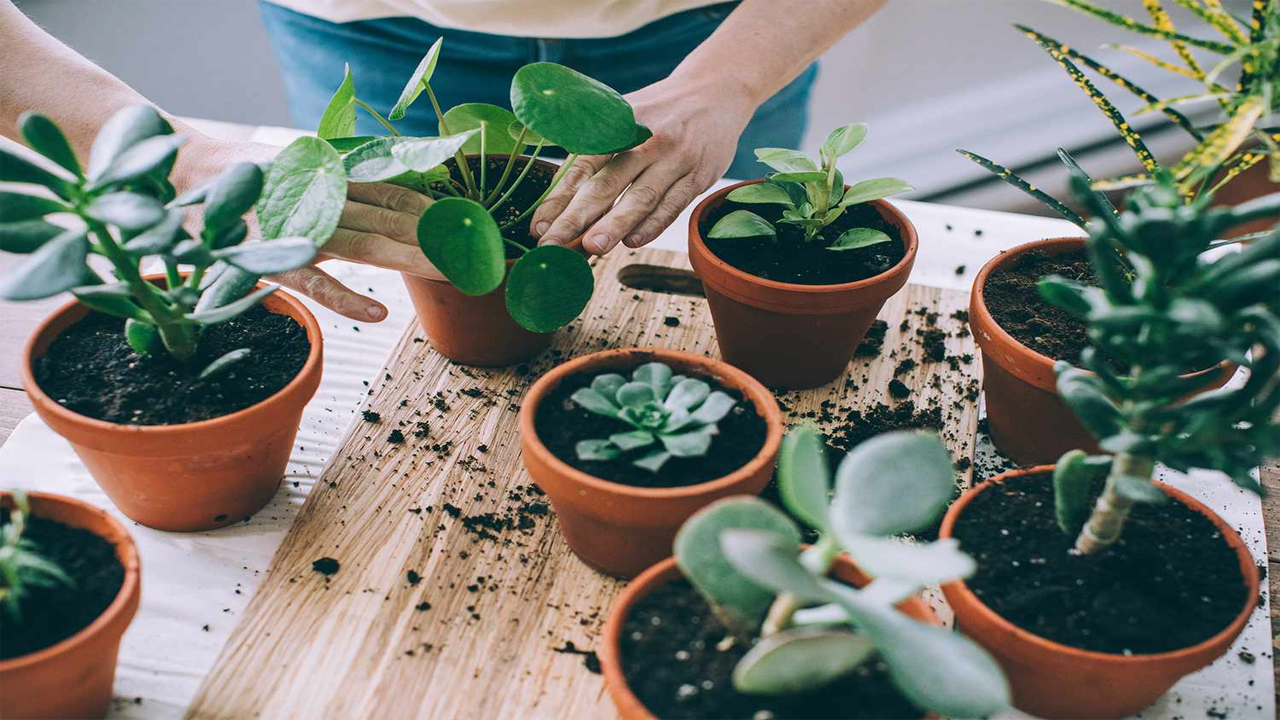 Indoor Plant